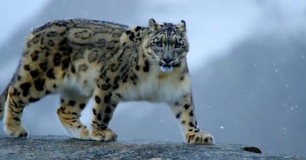 Luma AI Launches Uni-1 — Autoregressive Image Model Beats Google and OpenAI at 30% Lower Cost